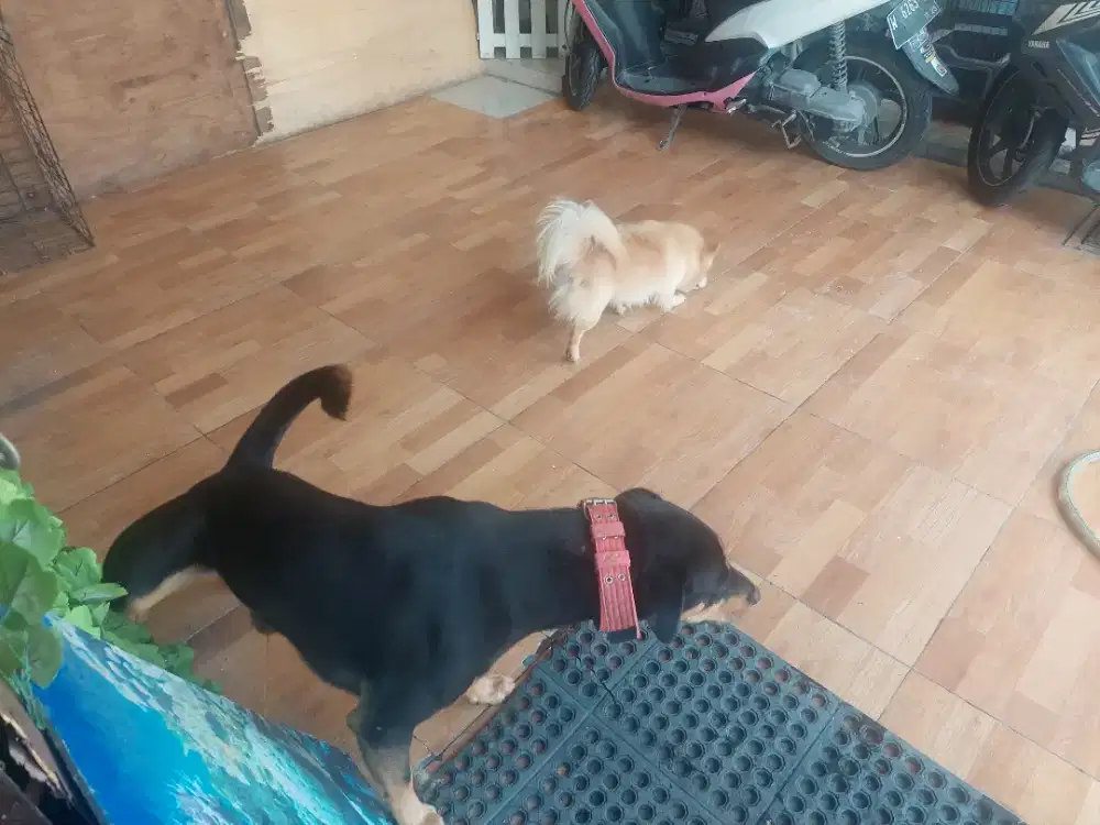 Penitipan kucing dan anjing kecil