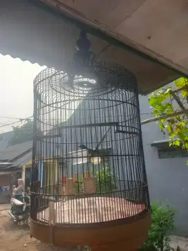 Burung murai ekor 20cm