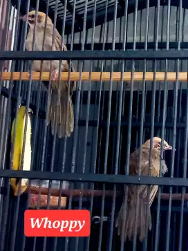Sepasang anak Cucak Rowo Hutan