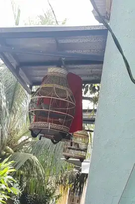 Perkutut lokal alam