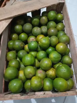 Jeruk siem semboro jember