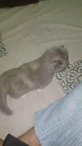 Jual kucing anggora X persia