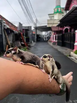 Sugar glider borongan 5 ekor + kandang