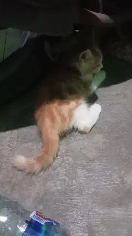 Lepas adopt persia medium