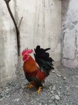 Dijual ayam Kate siap buat pejantan