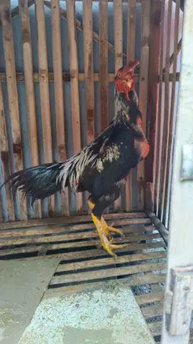 Ayam Bangkok usia muda