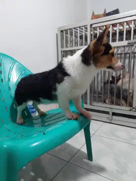 West corgi jantan 6 bulan tri colour