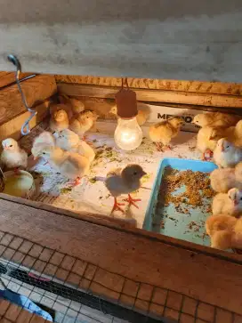 Ready DOC anakan ayam kampung petelur unggul elba induk pilihan