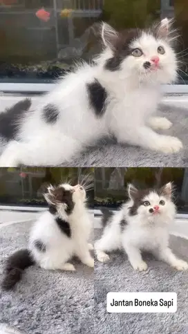 Kitten jantan persia motif sapi