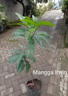 Bibit Unggul Mangga Irwin (Tidak bisa cod)