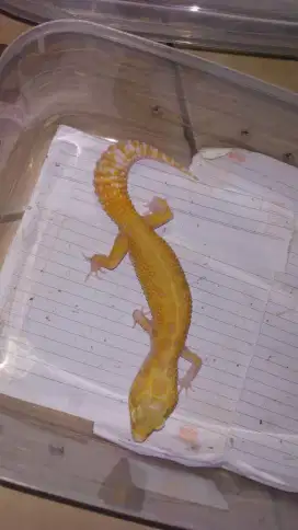 Gecko murah banyak pilihan