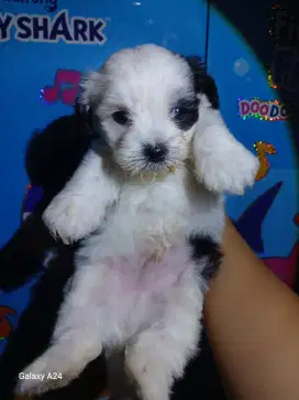 Anjing Shitzu Poodle usia 1,5 bulan jantan