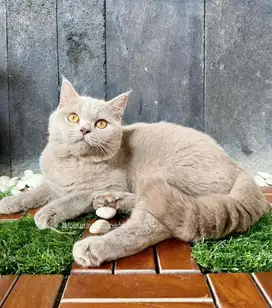 BSH Jantan Kucing British Short Hair