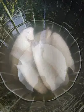 Ikan hias Gurame Padang size besar, tankmate predator