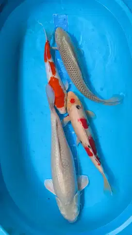 Ikan koi jumboan kohaku sanke soragoi