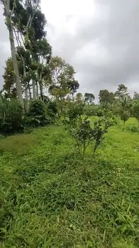 Kebun Jeruk Perbatasan Jabung Tumpang Malang