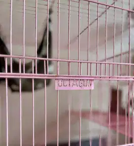 Kandang Kucing Bekas