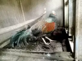 Ayam hutan Hijau masih muda