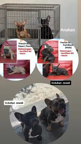 Di jual sepasang frencie