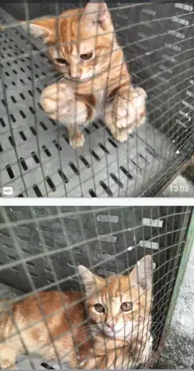 Kucing anggora sepasang kuning