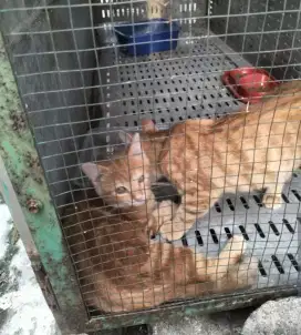 Edisi cuci kandang sepasang kucing anggora dewasa warna kuning macan