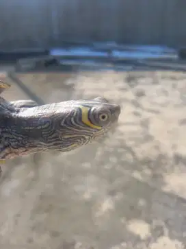 Misisipi map turtle PURE