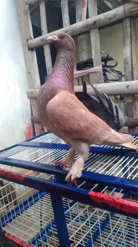 Merparti kolong bebas