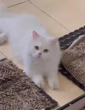 KUCING PUTIH PERSIA MEDIUM NOSE (JANTAN)