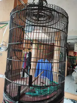 Kandang Murai Harian
