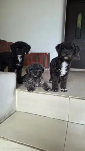 Toy poodle 7 bulan