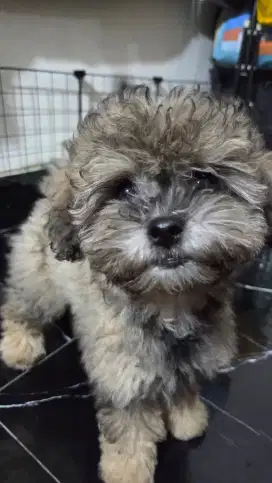 Toy poodle betina silver ( ada ekor )