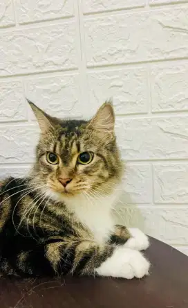 Mainecoon Betina Dewasa