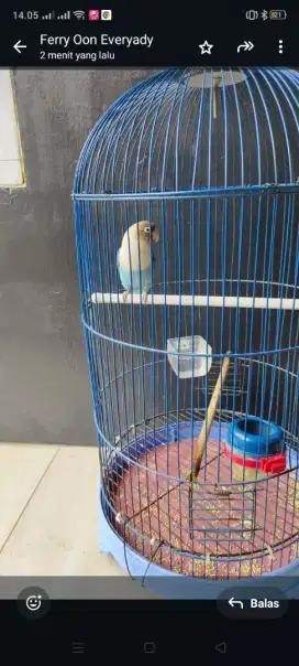 Jual burung love bird