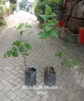 Bibit Tanaman Murbei