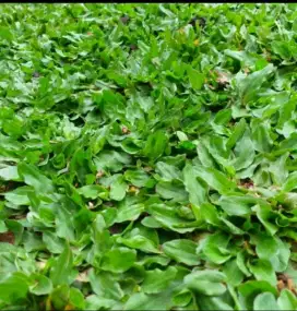 rumput gajah mini