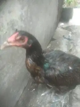 Ayam Bangkok pama gostan betina