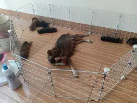 Anak anjing 75ribu/ekor