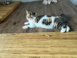 Kitten Exo Persia Exotic Shorthair Calico