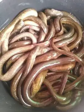 Ikan belut tambak fresh
