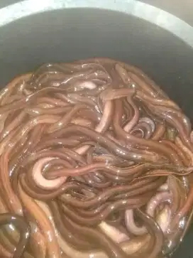 Kuliner sehat bergizi