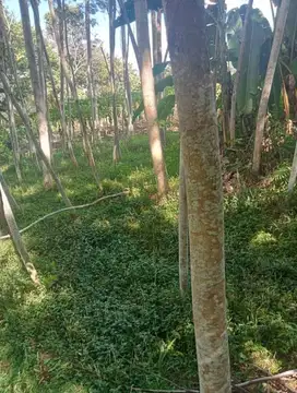 Tanah kebun dijual di Gintangan Blimbingsari