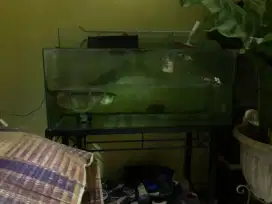Aquarium dan ikan arwana