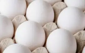 Telur ayam KUB Kate Serama