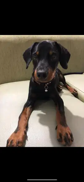 Open adopt rottweiler mix