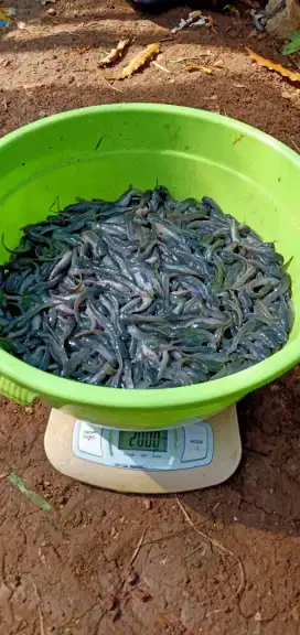Jual bibit ikan lele Sangkuriang