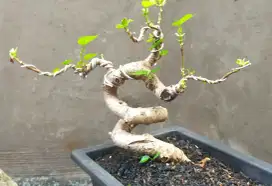 Bonsai ekstrem waru taiwan