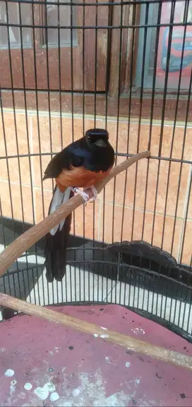Burung Murai Batu pe20 Dokor