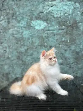 Kitten persia betina bogor