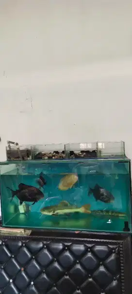Aquarium 1 Meter Tebal 1cm Beserta ikannya