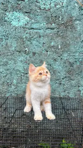 Kitten Persia Betina Bogor